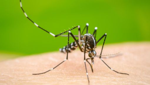 Dengue: confirman la primera muerte en Argentina por coinfección