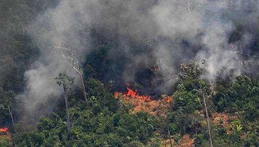Ni la pandemia detiene la deforestación en la Amazonía
