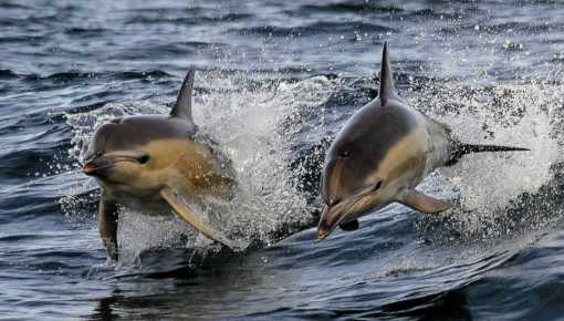 Naturaleza hermosa: delfines y lobos marinos surfeando olas
