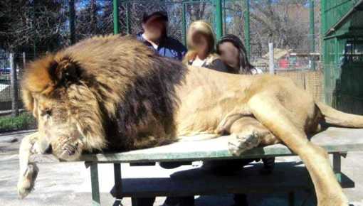 Basta de crueldad: clausura total del zoológico de Luján