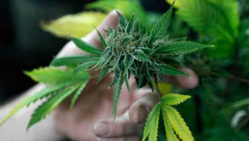 Ginés mantuvo un encuentro con asociaciones de cannabis