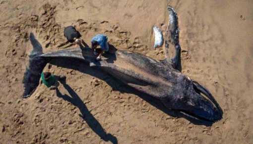 Fueron a la playa y encontraron una ballena bebé muerta