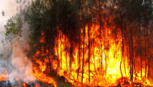 Crisis climática: los bosques de la Amazonía en problemas