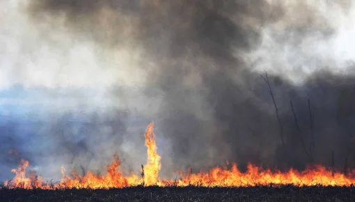 Incendios: El Delta perdió 300.000 hectáreas en un año