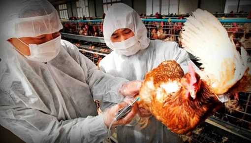 Confirman en China primer contagio humano de cepa H10N3 de gripe aviar