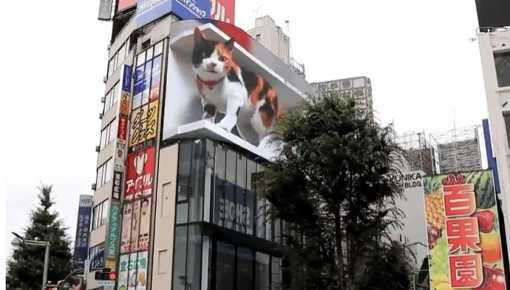 Un gato gigante en las calles de Japón