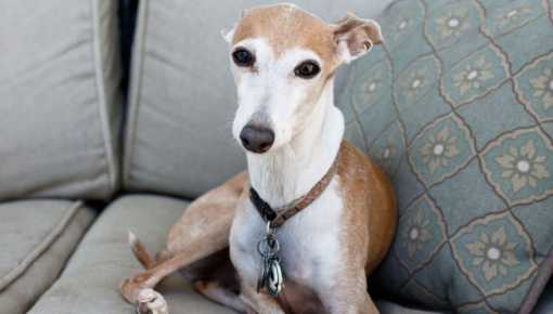 San Luis: una asociación milita para que vuelvan las carreras de galgos
