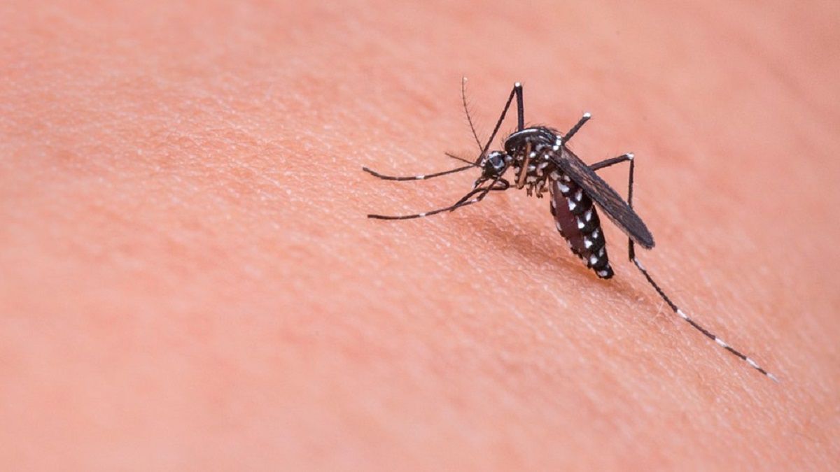altText(Científicos argentinos descubren mecanismo clave de los virus de dengue y zika)}