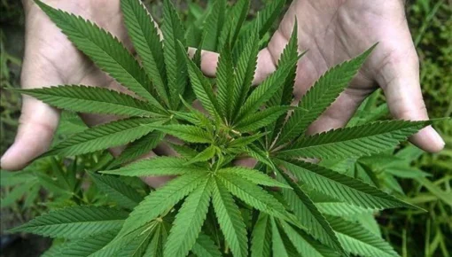 Este fin de semana comienza la segunda Expo Cannabis