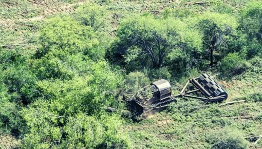 Alerta en el norte: matan a más de 110 mil hectáreas de bosques nativos