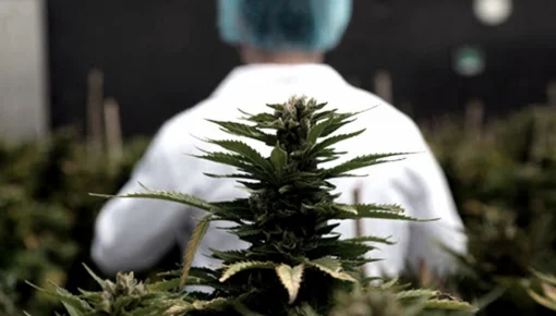 Salud regula productos vegetales a base de cannabis con fines terapéuticos