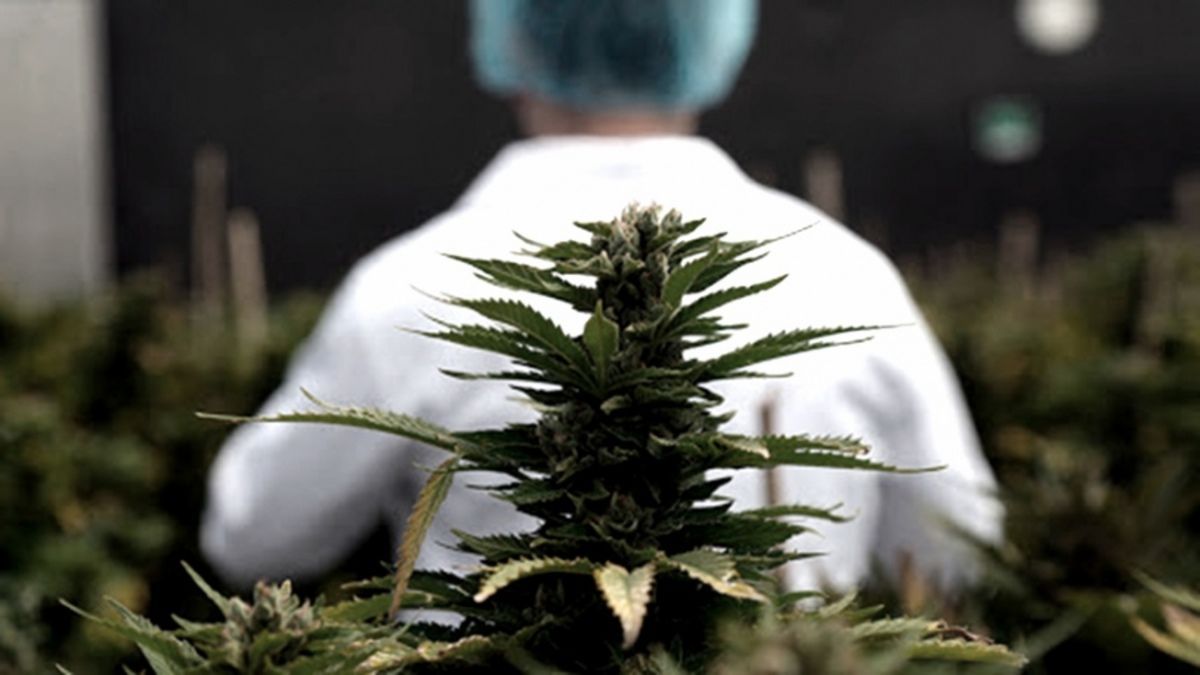 altText(Salud regula productos vegetales a base de cannabis con fines terapéuticos)}