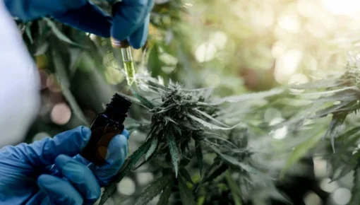 El Ministerio de Salud modifica condiciones de acceso al Reprocann