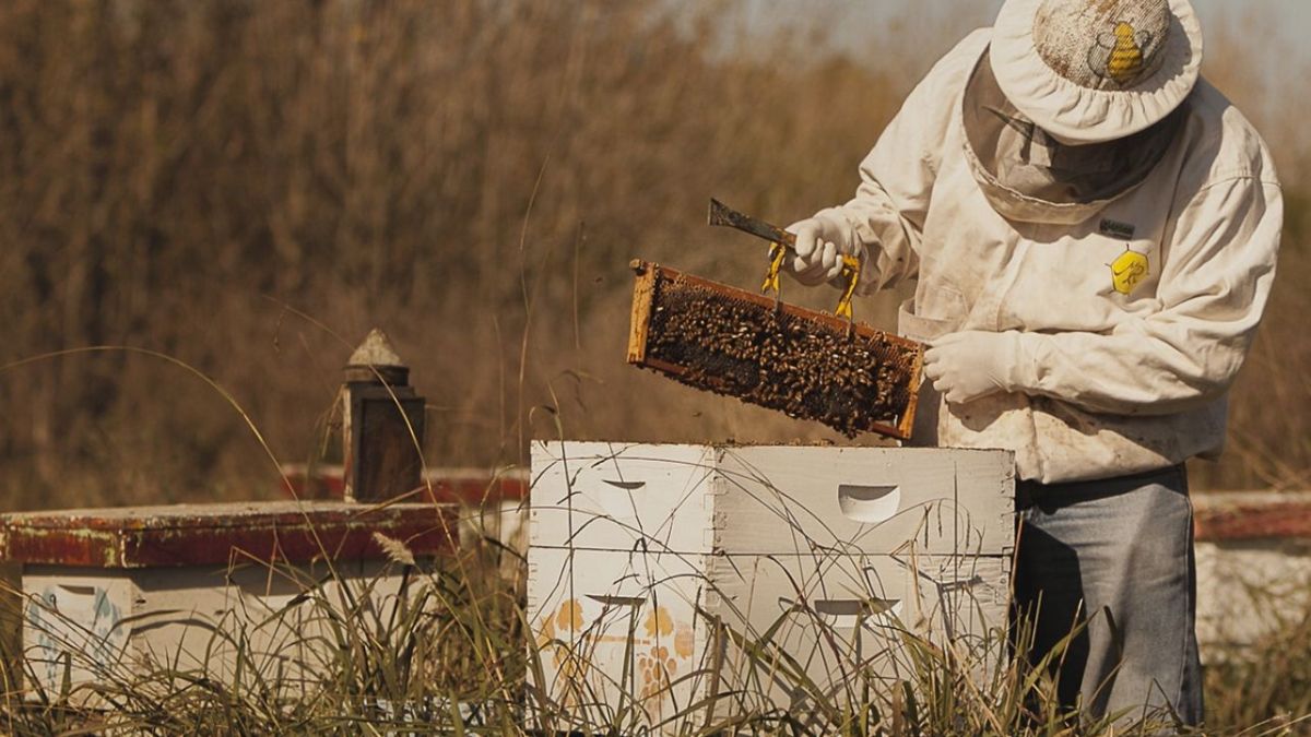 altText(Cooperativas apícolas y el esencial trabajo de la producción de miel)}