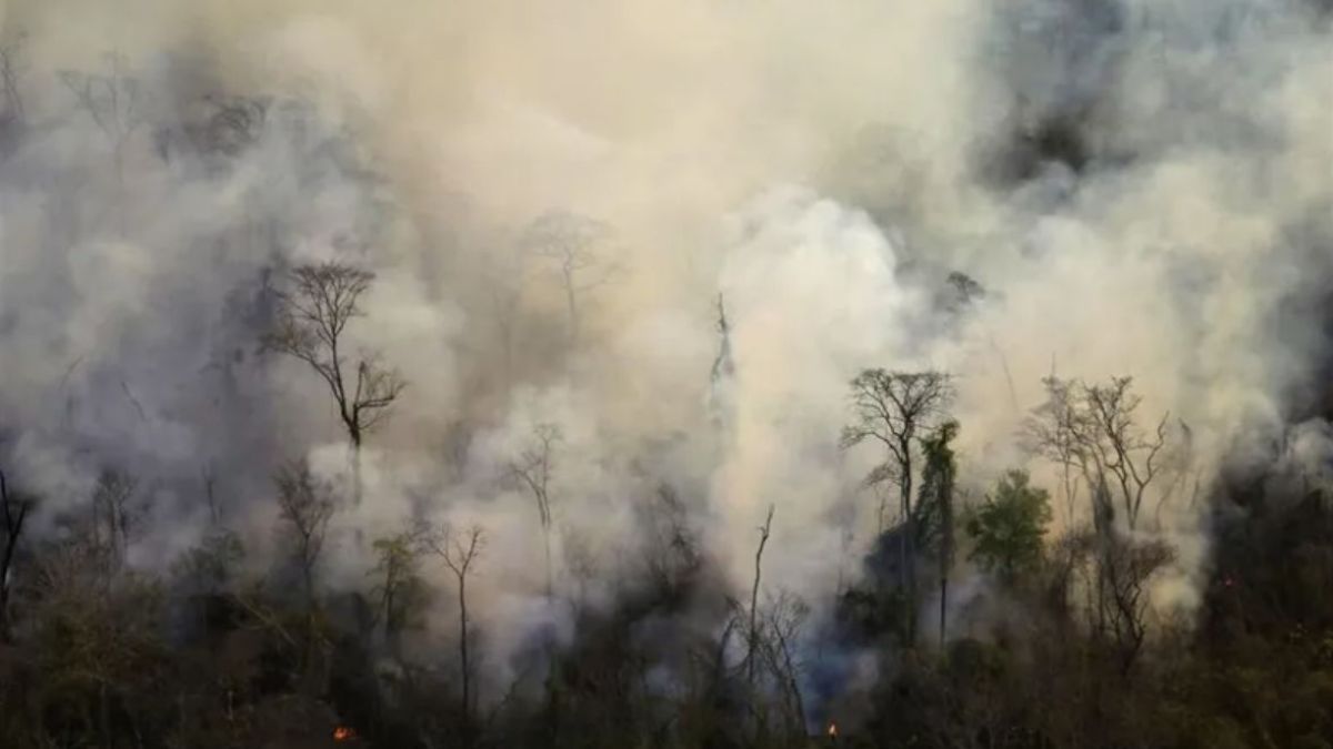altText(Agro-incendios en la selva de Yungas: ya quemaron casi 7 mil hectáreas)}