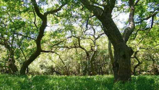 Proyecto multi-institucional intenta restaurar los bosques nativos