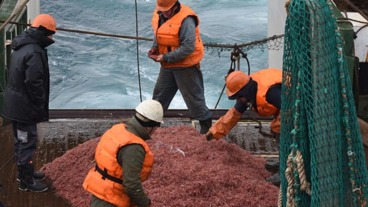 Argentina y Chile buscan proteger al krill tras más de 4 décadas de saqueo