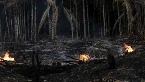 Deforestación récord en el Amazonas durante el último año de Bolsonaro
