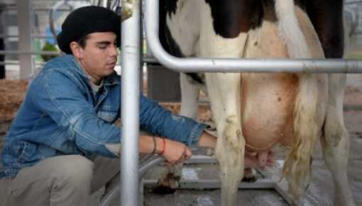 Impulso Tambero: cómo será el apoyo del Gobierno a los productores lecheros