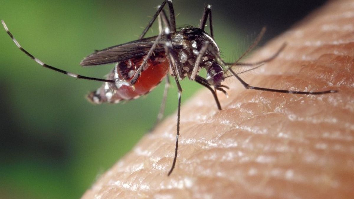 altText(Alerta epidemiológica por dengue, chikungunya y otros arbovirus)}