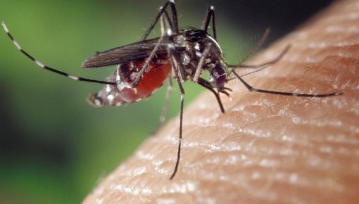 altText(Alerta epidemiológica por dengue, chikungunya y otros arbovirus)}