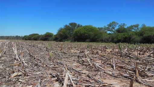 En 2022 hubo un desmesurado aumento de desmonte ilegal e incendios forestales
