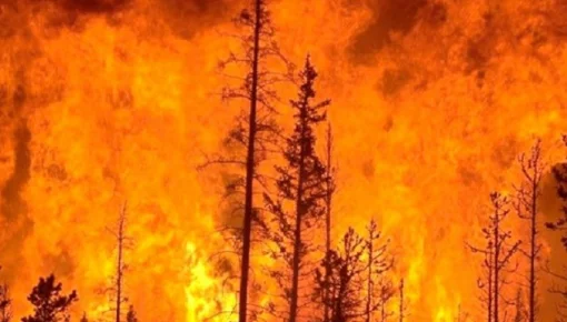 Sube a 24 la cifra de muertos por las quemas forestales en Chile