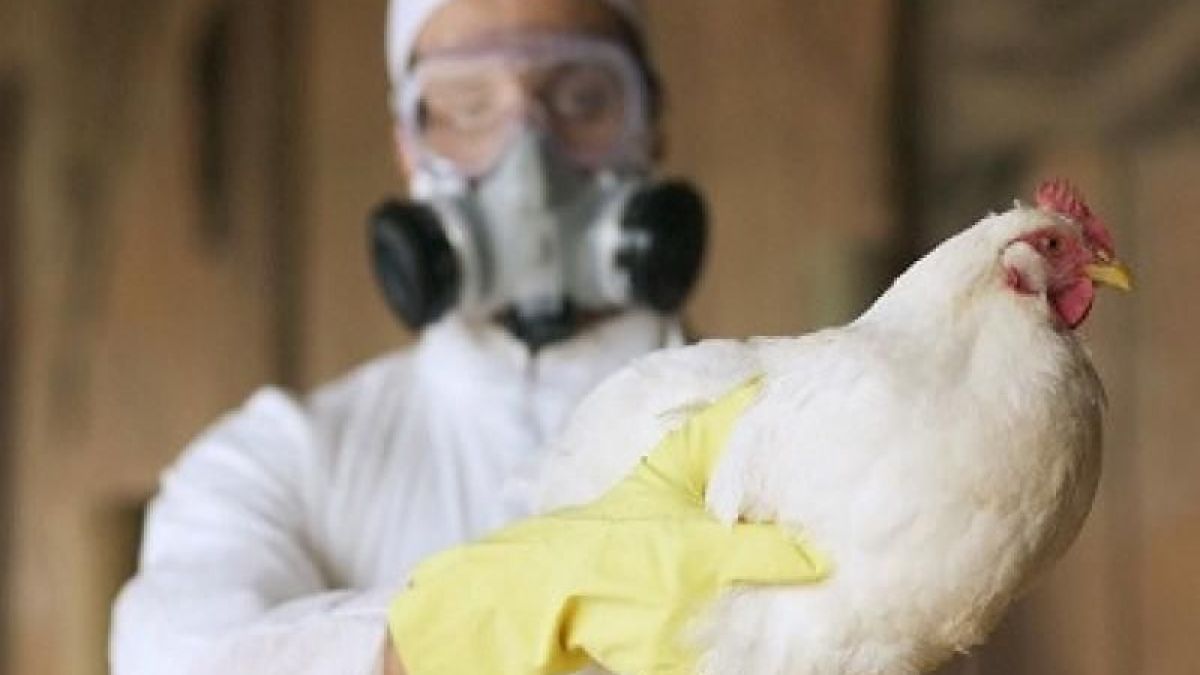 altText(Detectaron nuevos casos de influenza aviar en distintas provincias)}