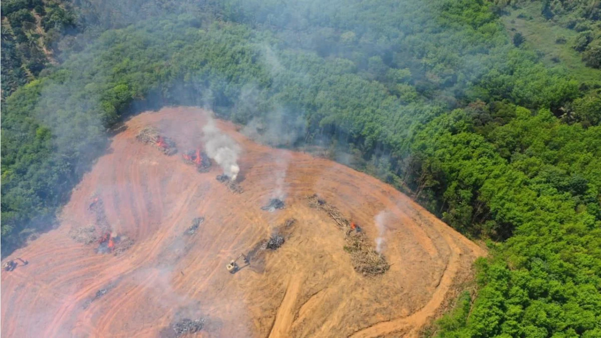 Crece la deforestación en la Amazonia brasileña a pesar del cambio de gobierno