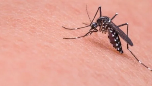 Todo lo que hay que saber sobre las vacunas contra el dengue