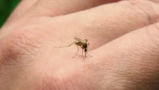 Dengue: ya se registraron más de 22.000 casos y 16 muertes