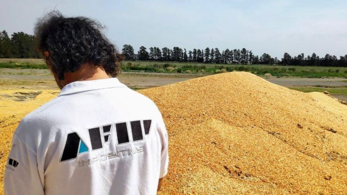 altText(Evasión: AFIP incautó más de 1900 toneladas de maíz valuadas en $90 millones)}