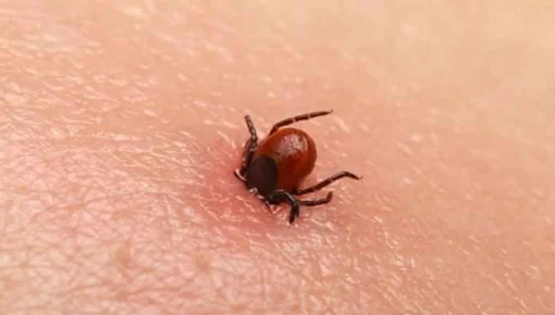 Japón registra la primera muerte de un ser humano a causa del virus de la garrapata