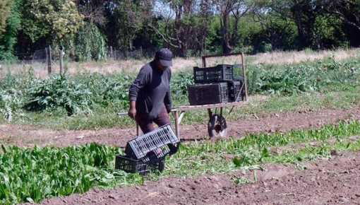 Rescataron a siete víctimas de trata y explotación laboral en el campo