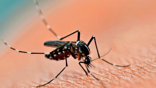 Brasil registró más de un millón de casos de dengue en lo que va del año