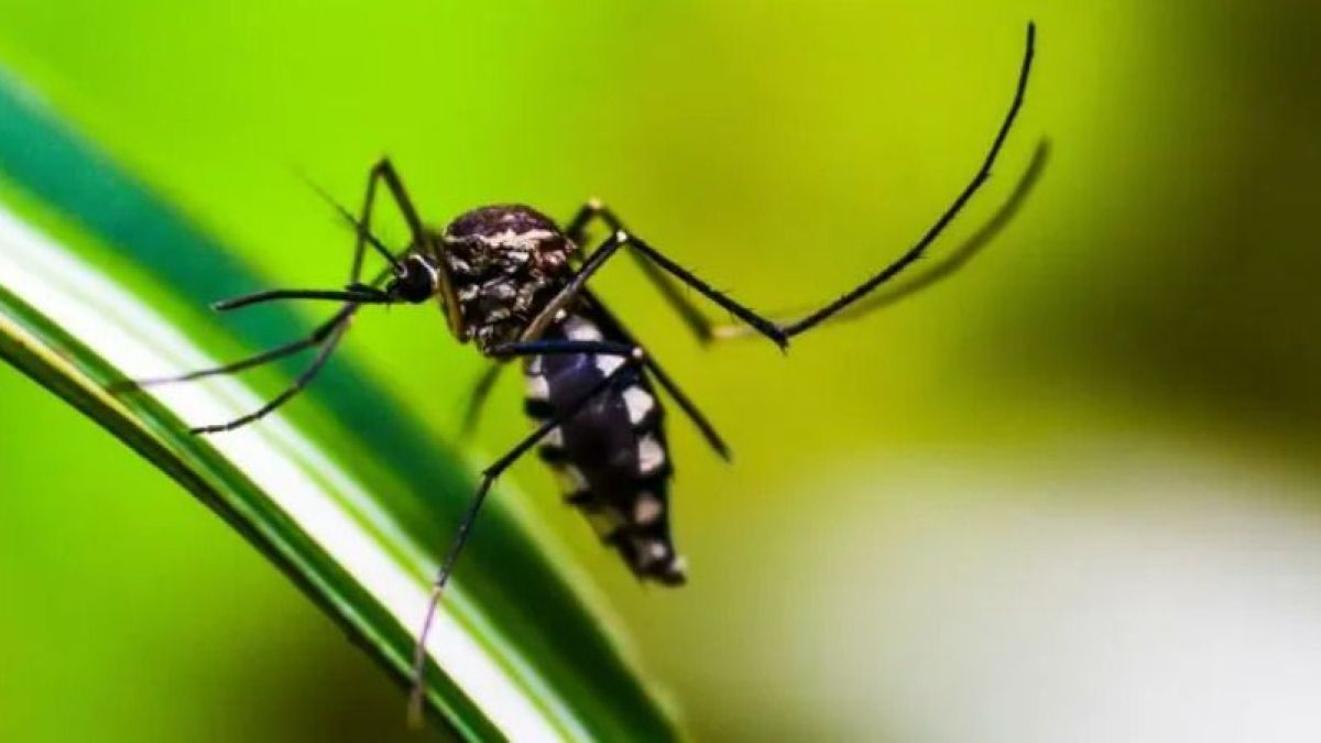 altText(Desmienten el comunicado de Salud sobre la vacuna contra el dengue)}