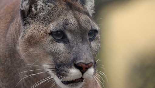 Buscan legalizar la crueldad contra pumas, zorros y otros animales autóctonos