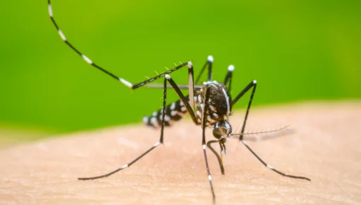 Dengue: confirman la primera muerte en Argentina por coinfección
