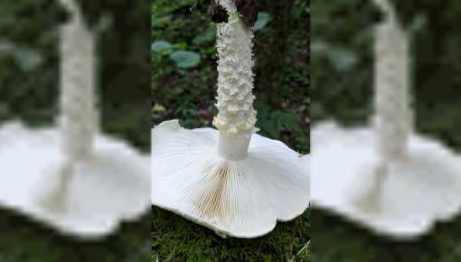 Un hongo llamado Messi