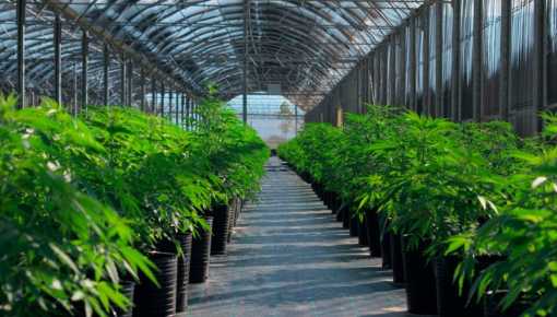 Campeones del mundo: Argentina exporta cannabis a Suiza