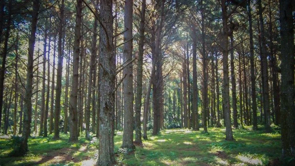 Renunció el Director Nacional de Bosques tras el decreto que desfinanció al sector
