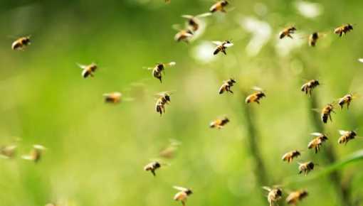 Le lanzaron abejas a la Policía para evitar un desalojo y terminaron detenidos