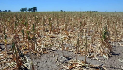 Declaran la emergencia agropecuaria en Santa Fe por la sequía