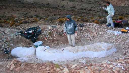 Bicharracosaurus: el nuevo dinosaurio que halló el Conicet en Chubut