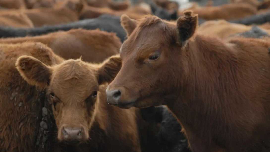 La faena vacuna cayó al nivel más bajo en décadas