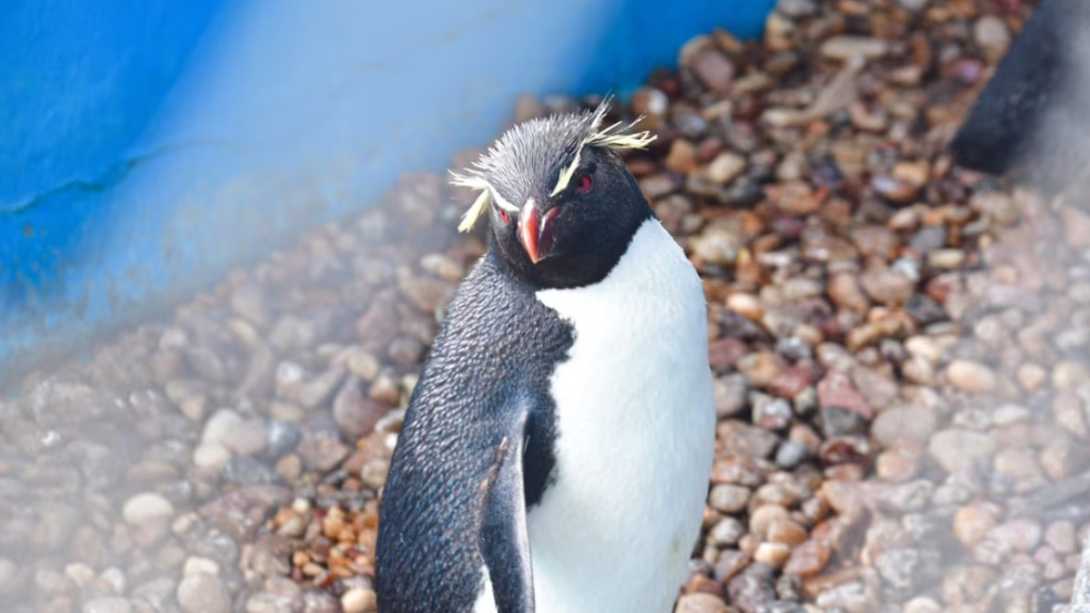 Seis pingüinos volvieron al mar tras sobrevivir a redes de pesca y contaminación